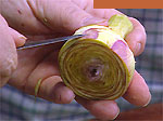 Artischockenherzen